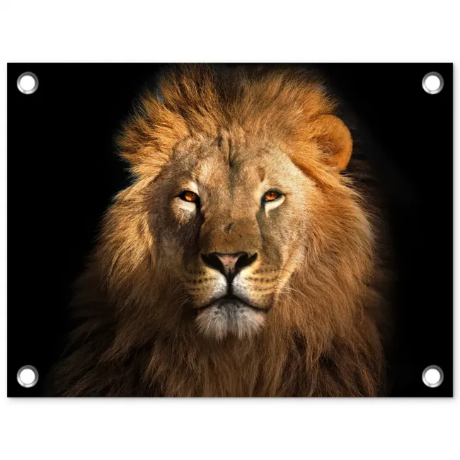 Leeuw in het avondlicht tuinposter los doek klein -3d
