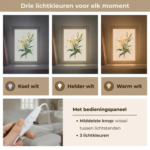 Lelie - Elegant - Botanisch - Beige Light Box met kabel (Tafellamp) klein -USP_lichtkleurNL