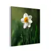 Narcis - Bloem - Wit - Grassprieten aluminium wit klein -3d