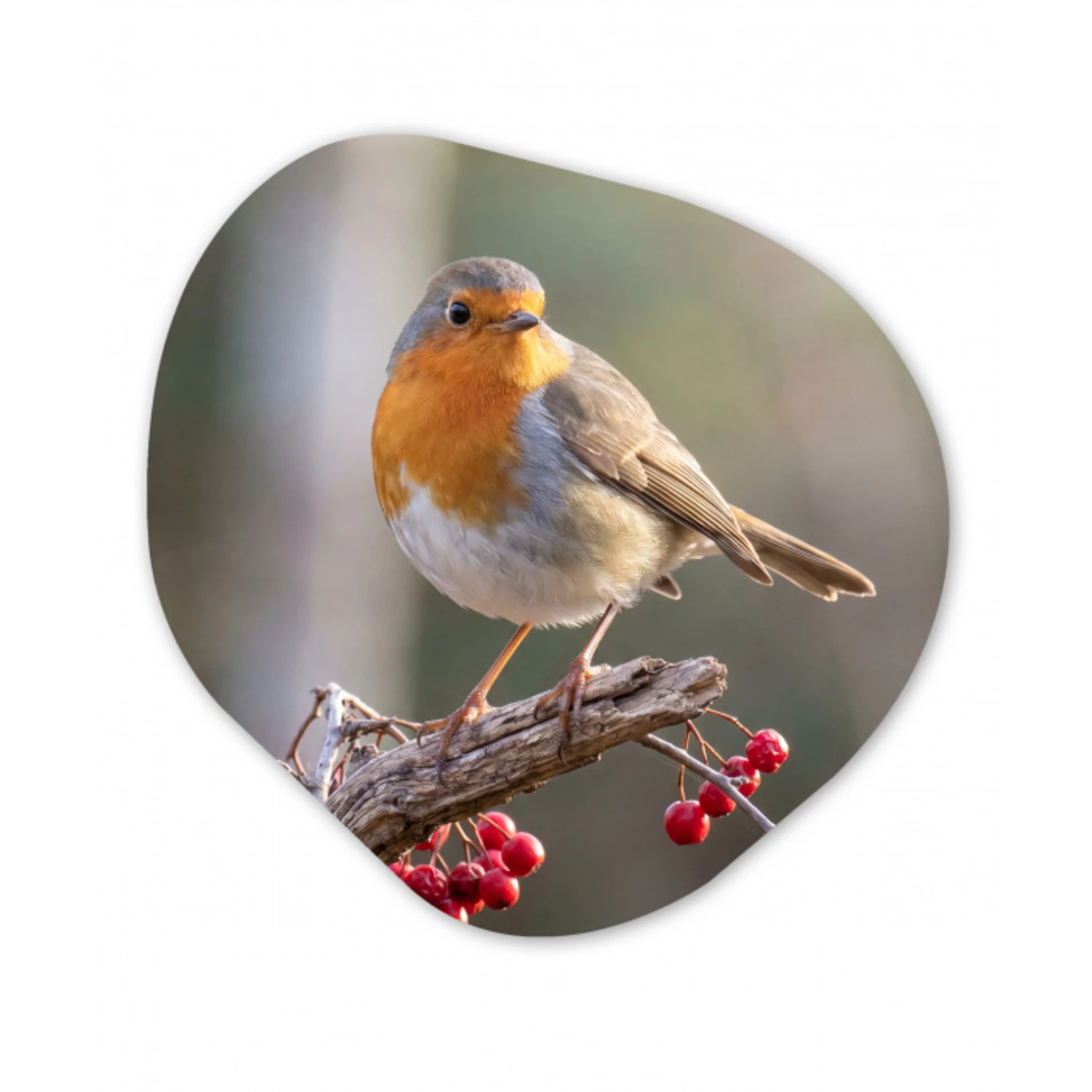 Roodborst - Tak - Bessen - Natuur Wandcirkel Organisch Aluminium middel -3d