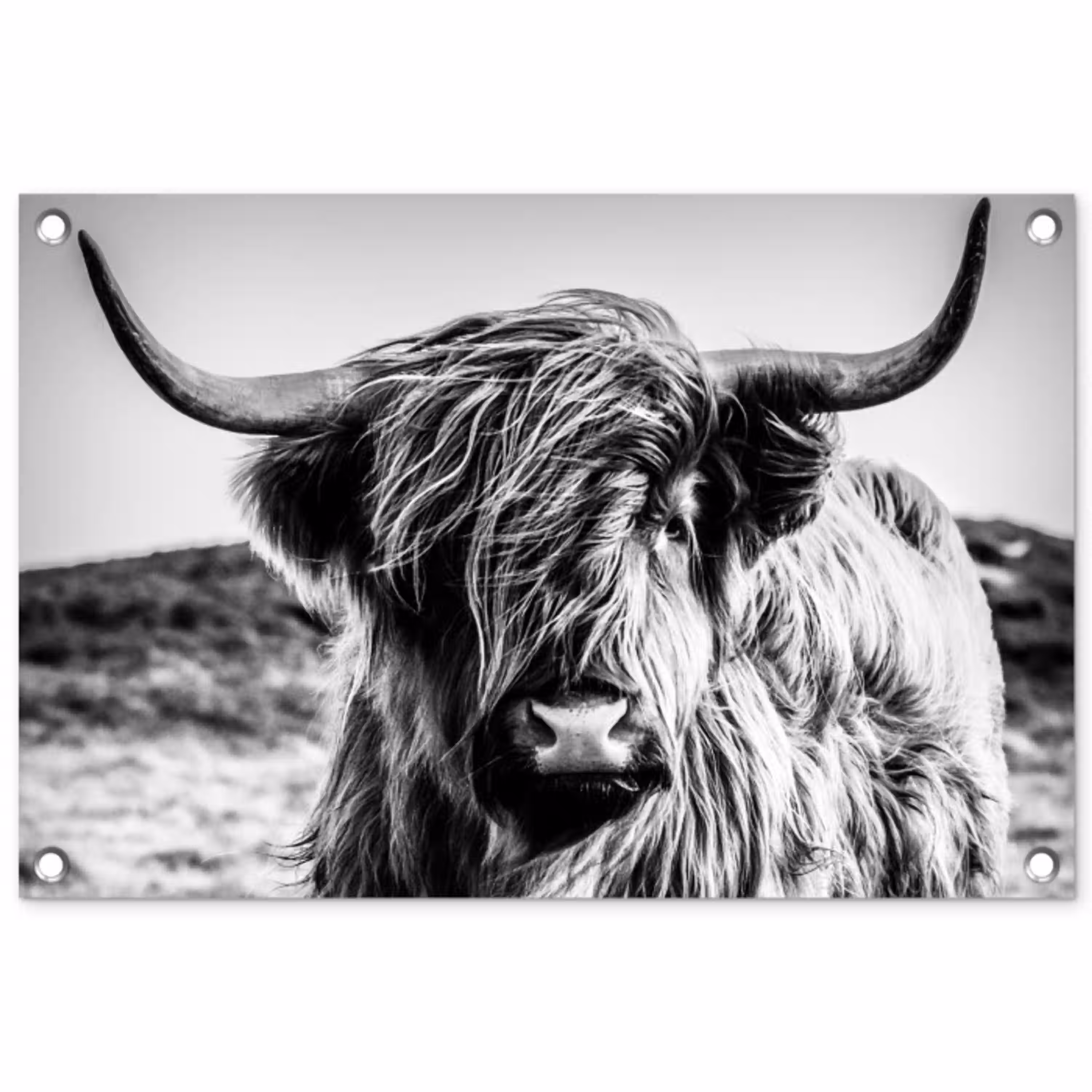 Stoere Hooglander tuinposter los doek klein -3d