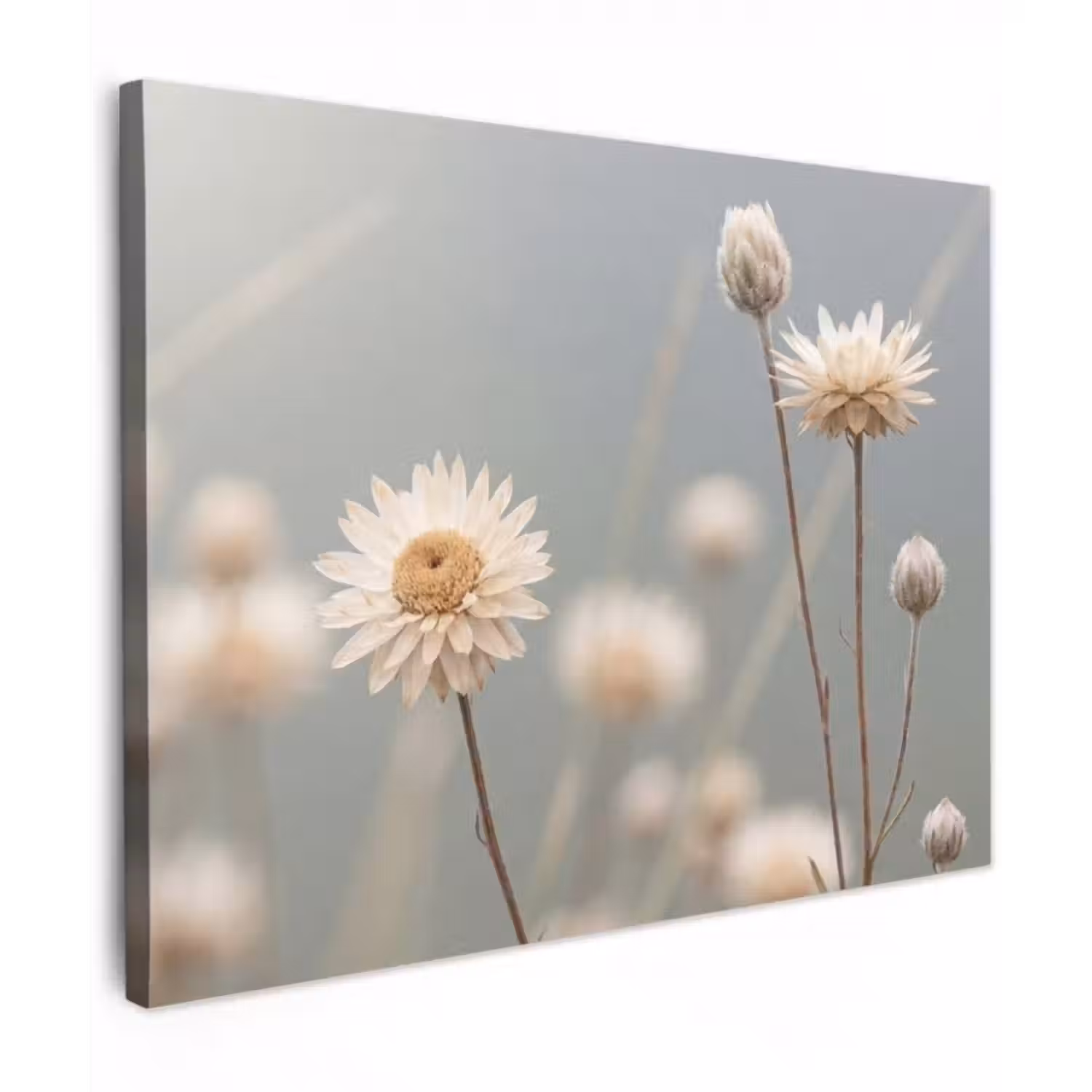 Leinwandbild - Strohblumen - Weiß - Tageslicht