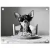 Chihuahua - Hond - Zonnebril - Humoristisch - Zwart - Wit - Spaghetti tuinposter los doek klein -3d