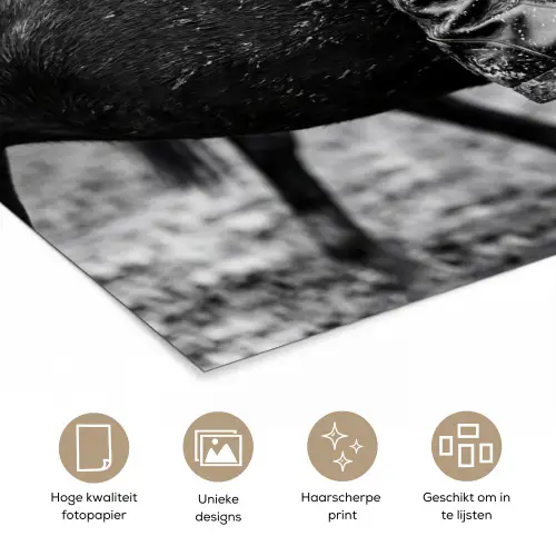 Paard - Sport - Zwart - Wit poster papier klein -closeup_NL