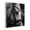 Paard - Schimmel - Portret plexiglas 5mm klein -z3d
