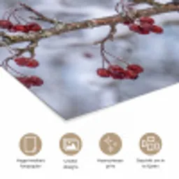 Pestvogel - Bessen - Winter - Natuur poster papier klein -closeup_NL