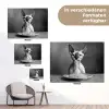 Sphynx - Kat - Dieren - Humor - Spaghetti - Zwart Wit tuinposter los doek klein -Xsfeer9_DE