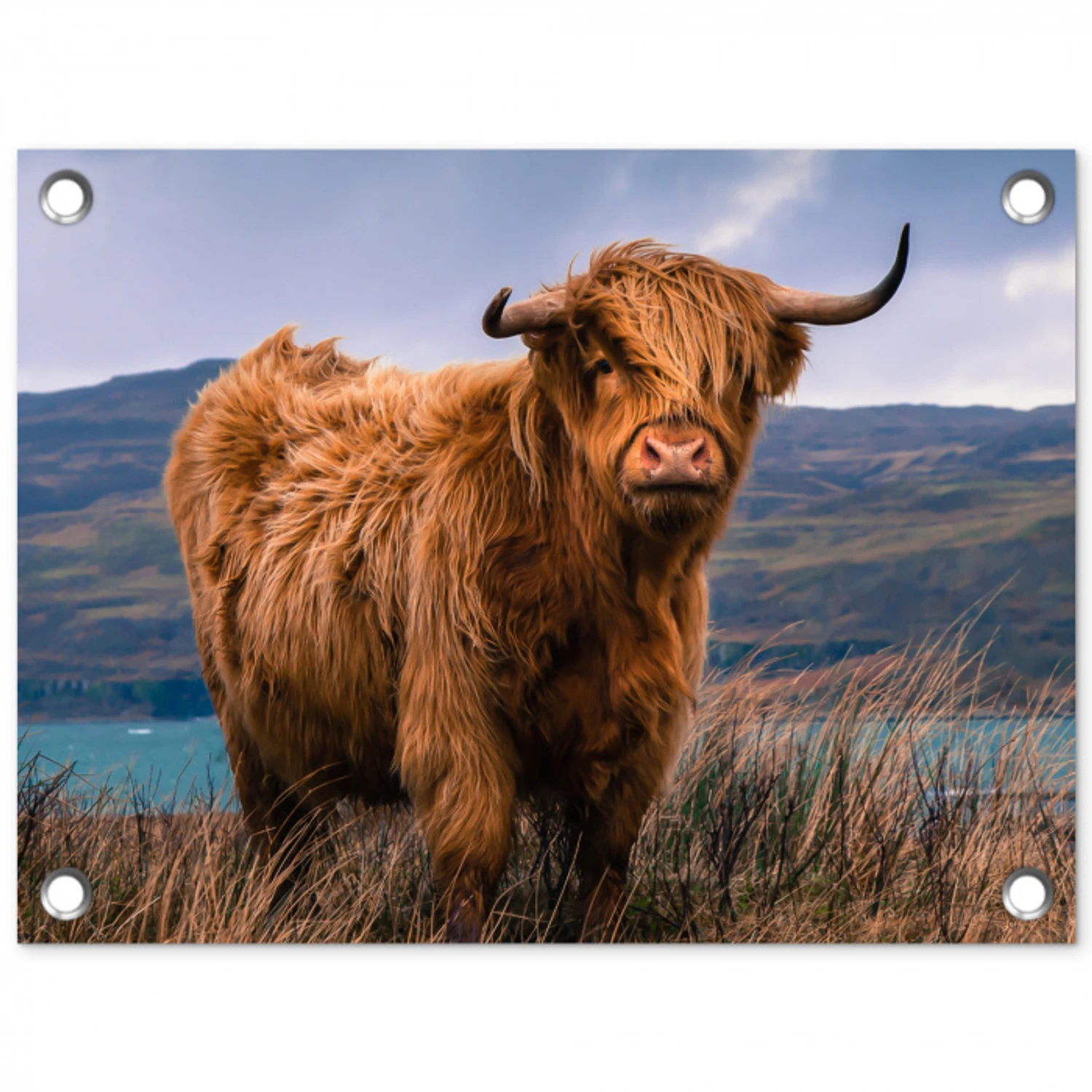 Hooglander bij het Meer tuinposter los doek klein -3d