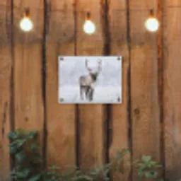 Rendier - Gewei - Toendra - Sneeuw - Wild tuinposter los doek klein -sfeer1