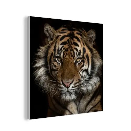 Tijger - Wilde dieren - Portret aluminium wit klein -3d