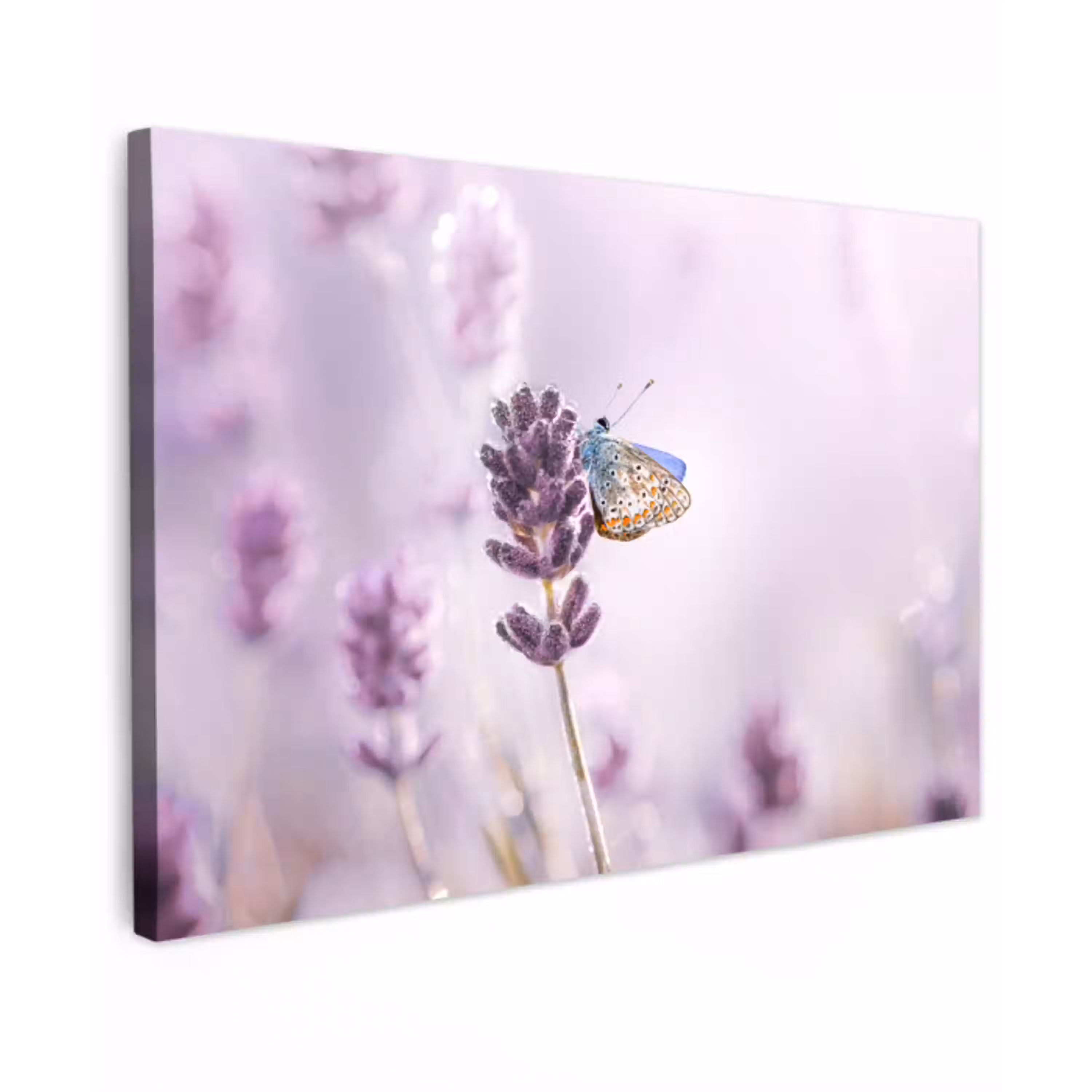 Lavendel - Vlinder - Close-up - Paars canvas 2cm klein -z3d