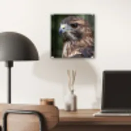 Buizerd - Roofvogel - Natuur - Bruin plexiglas 5mm klein -sfeer6