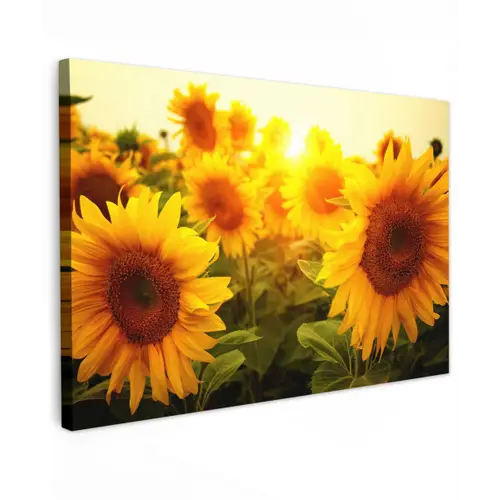 Zonnebloemen in het zonlicht Tuinposter op houten frame 2 cm dik klein -3d