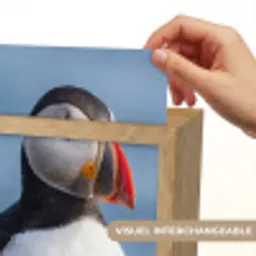 Papegaaiduiker - Portret - Natuur Light Box met kabel (Kinderlampje) klein -USP_websiteprintFR