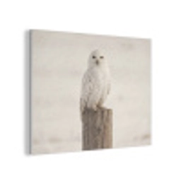 Sneeuwuil - Paal - Winter - Portret - Majestueus PET vilt klein -3d