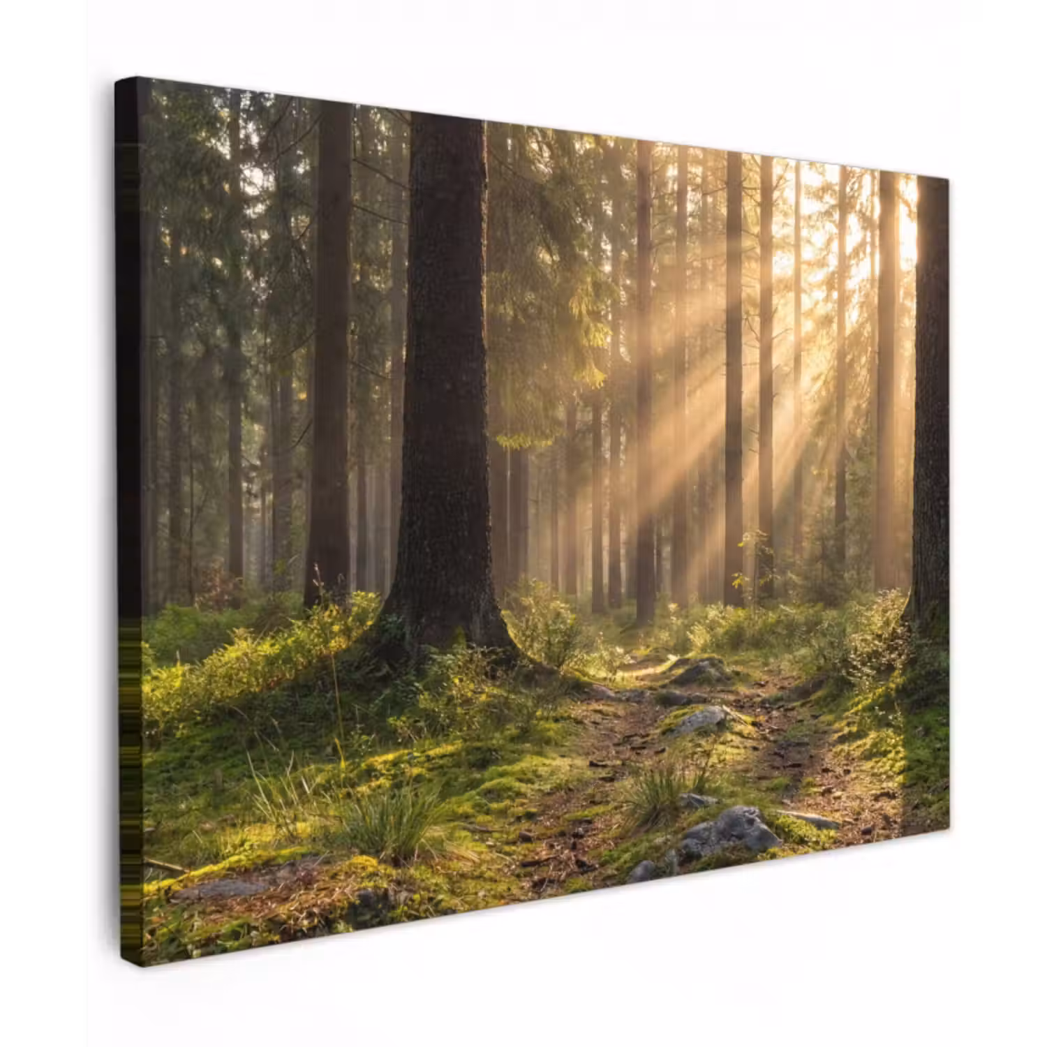 Leinwandbild - Wald - Sonnenlicht - Gras