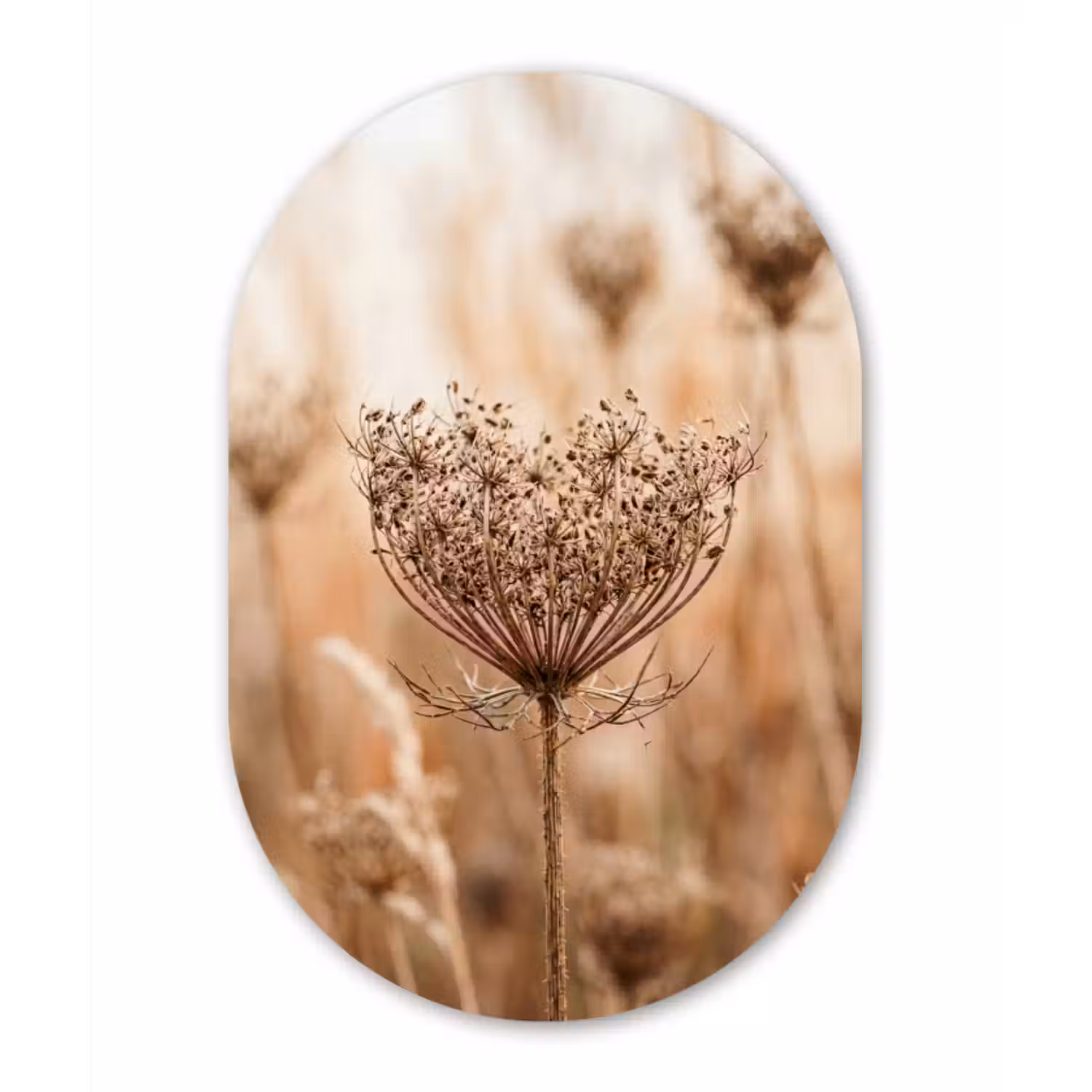 Muurovaal aluminium - Schermbloem - Droogbloem - Winter - Beige - Minimalistisch