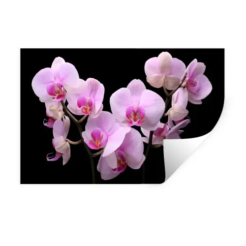 Orchidee - Bloemen - Roze - Flora Muursticker klein -3d