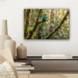 Quetzal - Jungle - Natuur - Groen canvas 2cm klein -sfeer6