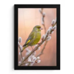 Groenling - Katjes - Lente - Natuur - Zacht fotolijst zwart zonder passe partout klein -3d