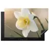 Narcis - Bloem - Minimalistisch Inductie beschermer vinyl 3mm klein -3d
