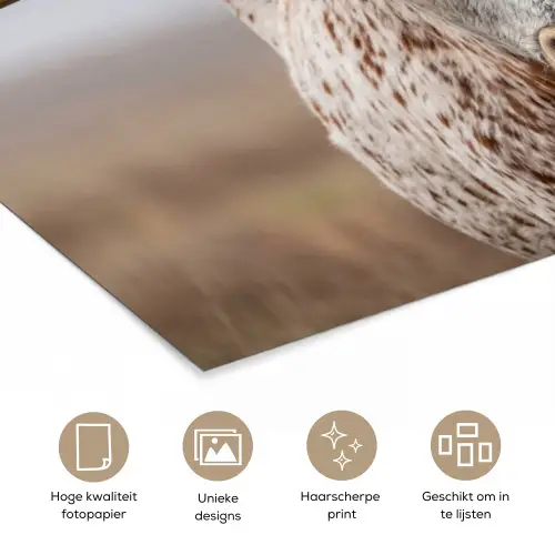 Longhorn - Grasveld - Dier poster papier klein -closeup_NL