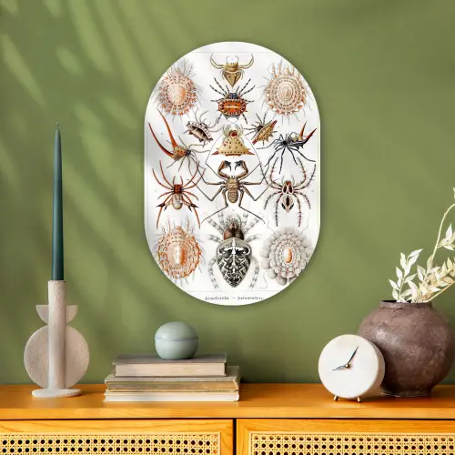 Retro - Spin - Ernst Haeckel - Spinnen Wandcirkel Ovaal Forex klein -sfeer2