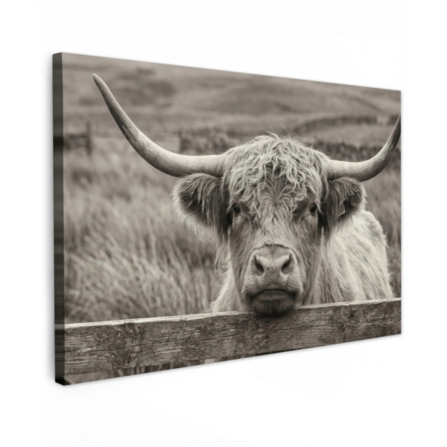 Schotse hooglander - Zwart - Wit - Hout Tuinposter op houten frame 2 cm dik klein -3d