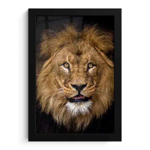Leeuw - Portret - Zwart - Dieren fotolijst zwart zonder passe partout klein -3d