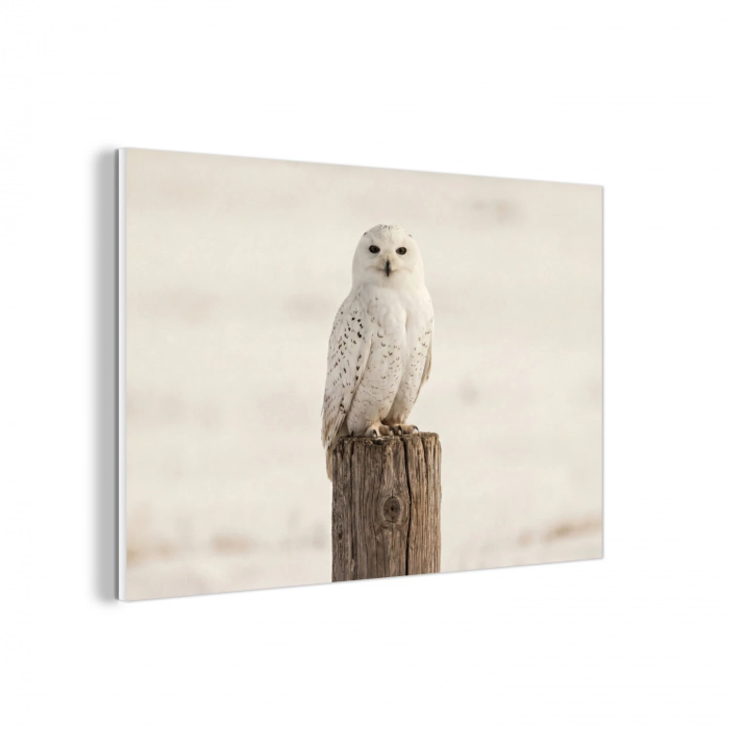 Sneeuwuil - Paal - Winter - Portret - Majestueus forex 5mm xxl -3d