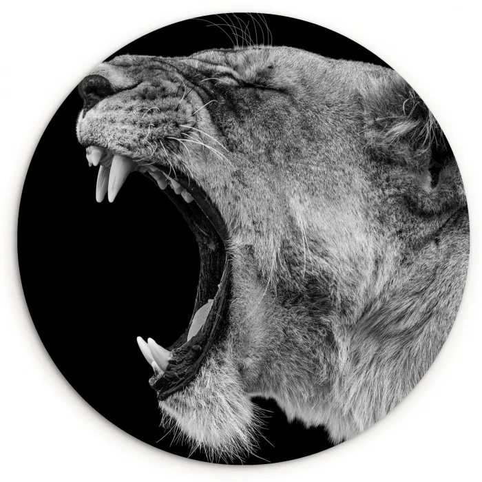 Dieren - Leeuw - Zwart - Wit - Portret Wandcirkel kunststof plaat 5mm dik klein -3d
