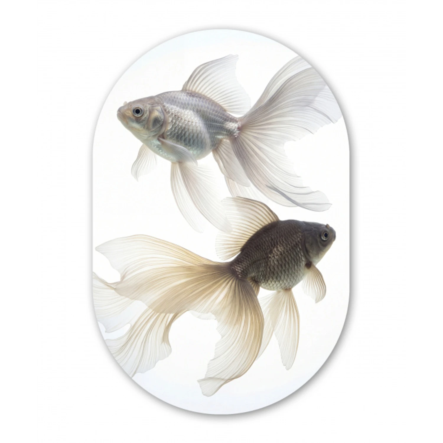Goudvissen - Modern - Wit Wandcirkel Ovaal Forex klein -3d