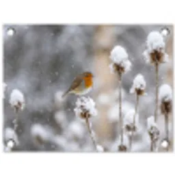 Roodborstje - Gedroogde bloem - Sneeuw - Winter - Vertederend tuinposter los doek klein -3d