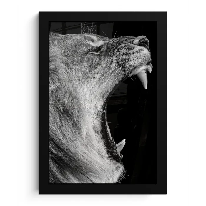 Dieren - Leeuw - Zwart - Wit - Portret fotolijst zwart zonder passe partout klein -3d