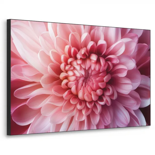 Art Frame - Dahlie - Blume - Nahaufnahme - Rosa