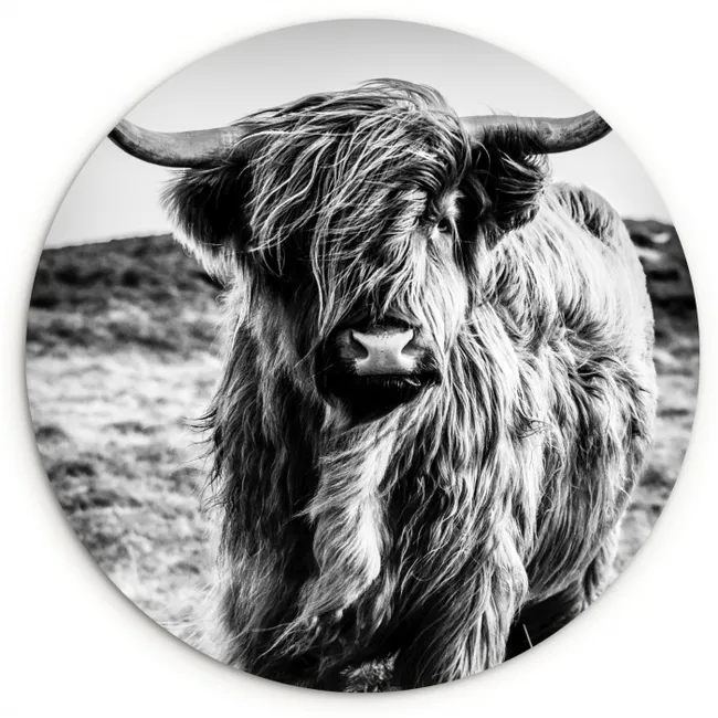 Schotse hooglander - Natuur - Koe - Zwart - Wit Wandcirkel kunststof plaat 5mm dik klein -3d