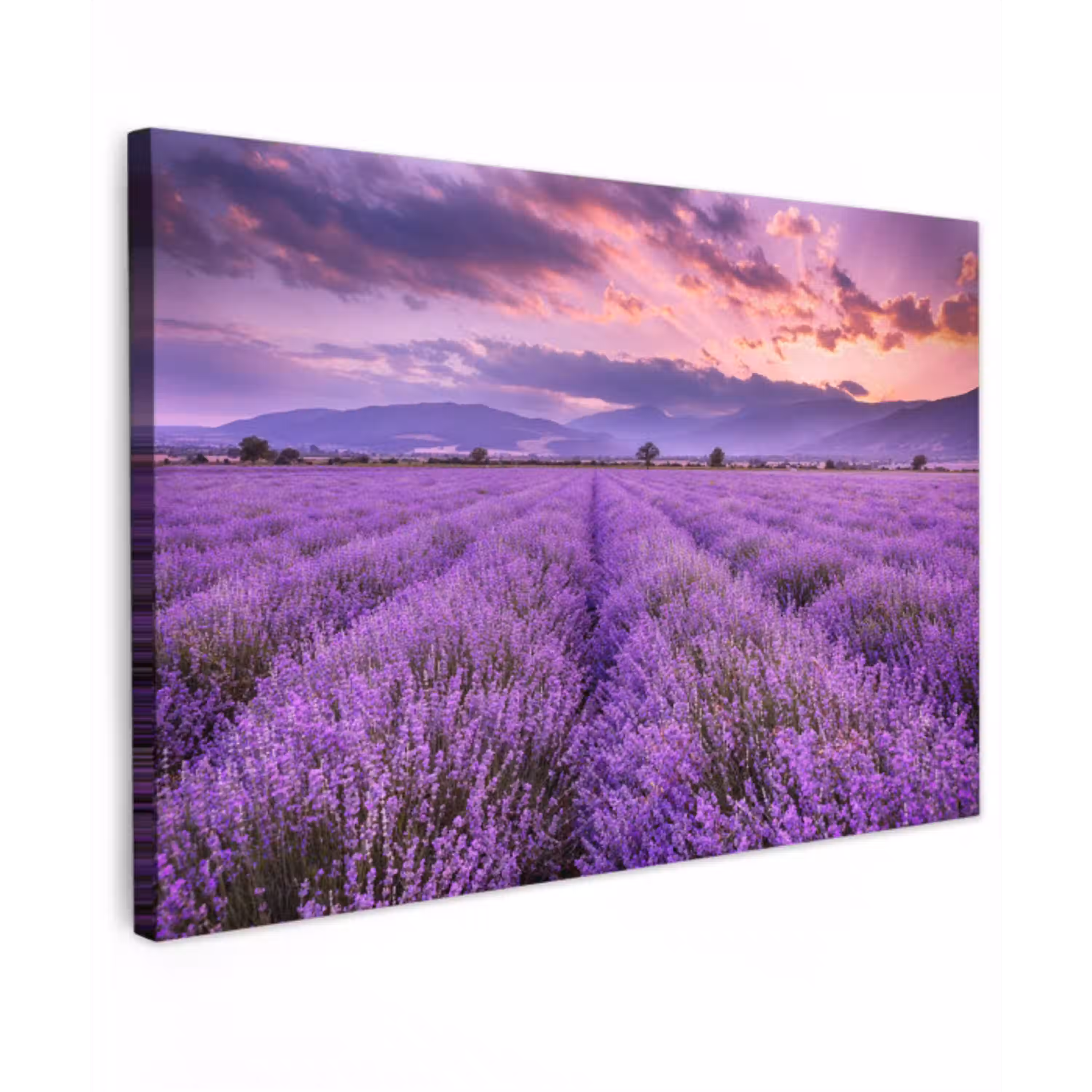 Lavendel - Paars - Bloemen - Veld canvas 2cm klein -z3d