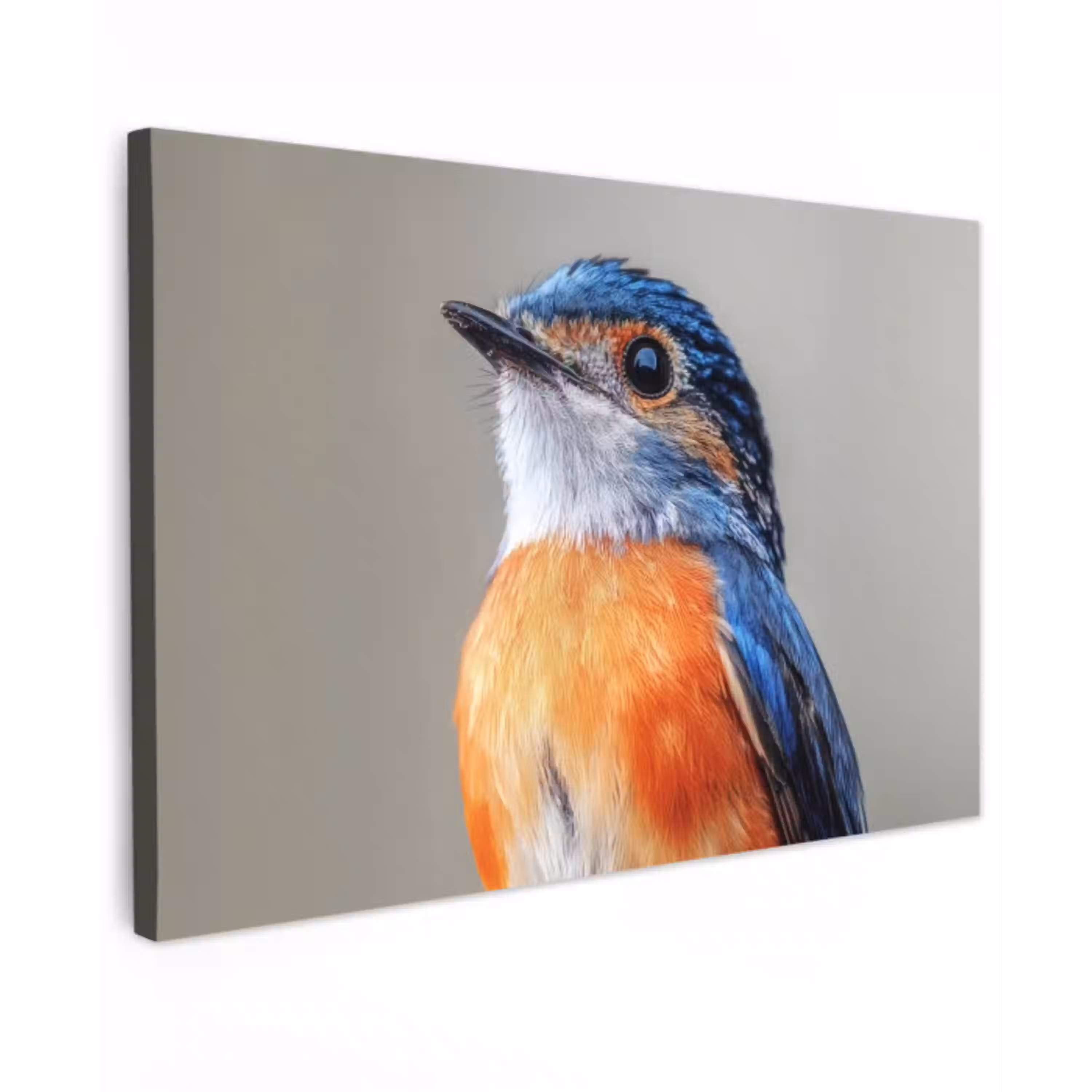 Kleurrijk - Vogeltje - Veren - Blauw Tuinposter op houten frame 2 cm dik klein -3d