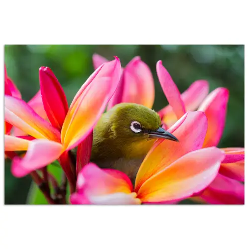 Tropische vogel tussen roze bloem poster papier klein -3d