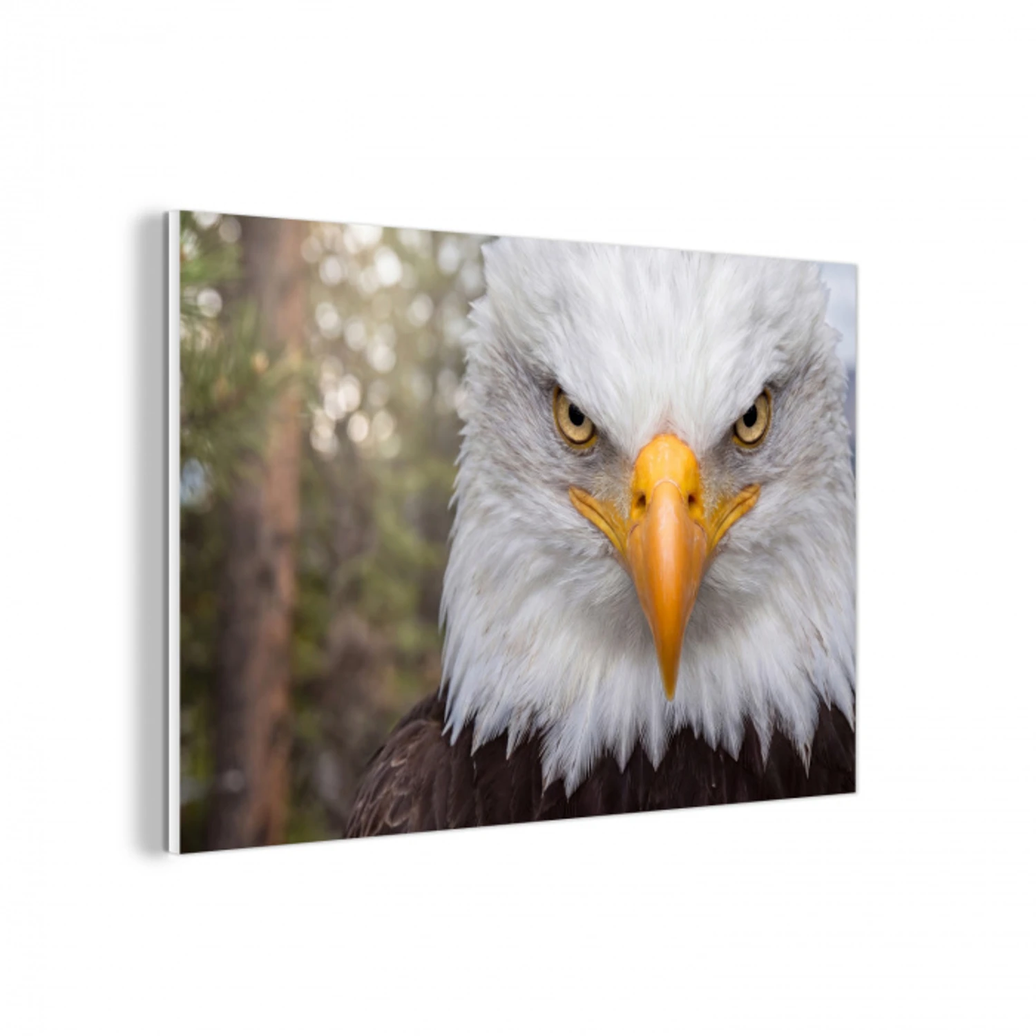 Amerikaans - Zeearend - Portret - Geel forex 5mm xxl -3d