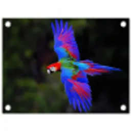 Felgekleurd - Papegaai - Bos - Vleugels tuinposter los doek klein -3d