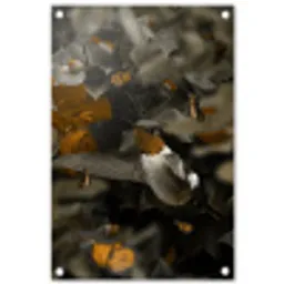 Vogel - Kolibrie - Goud tuinposter los doek klein -3d