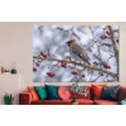 Pestvogel - Bessen - Winter - Natuur forex 5mm xxl -woonkamer