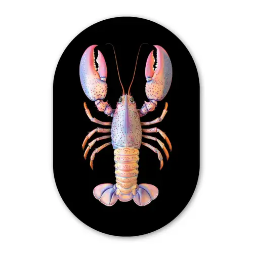 Kreeft - Roze - Zacht - Zwart Wandcirkel Ovaal Glas middel -3d