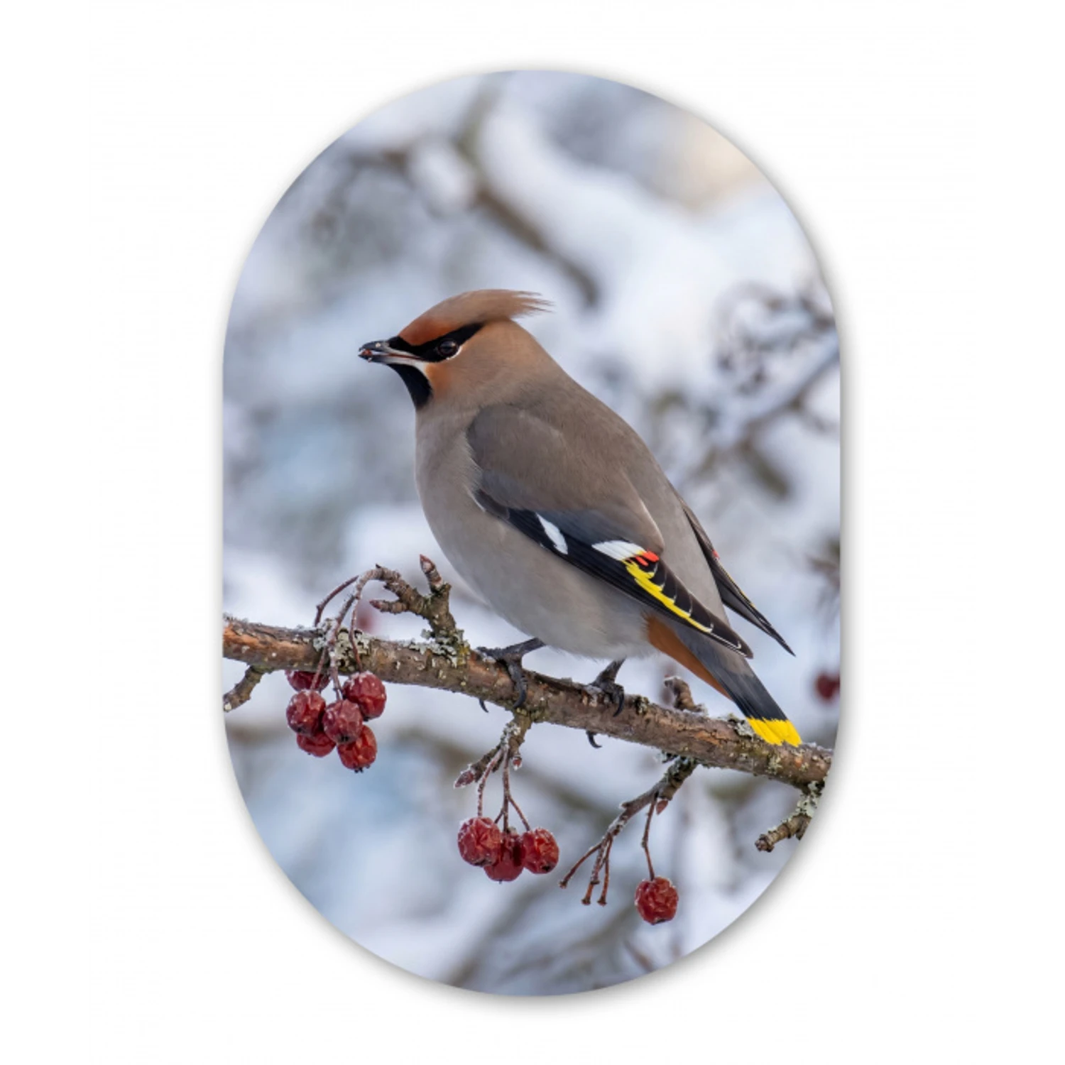 Pestvogel - Bessen - Winter - Natuur Wandcirkel Ovaal Aluminium middel -3d