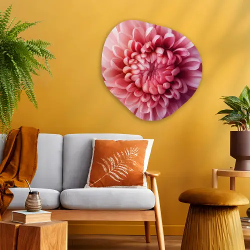 Dahlia - Bloem - Close up - Roze Wandcirkel Organisch Plexiglas middel -sfeer4