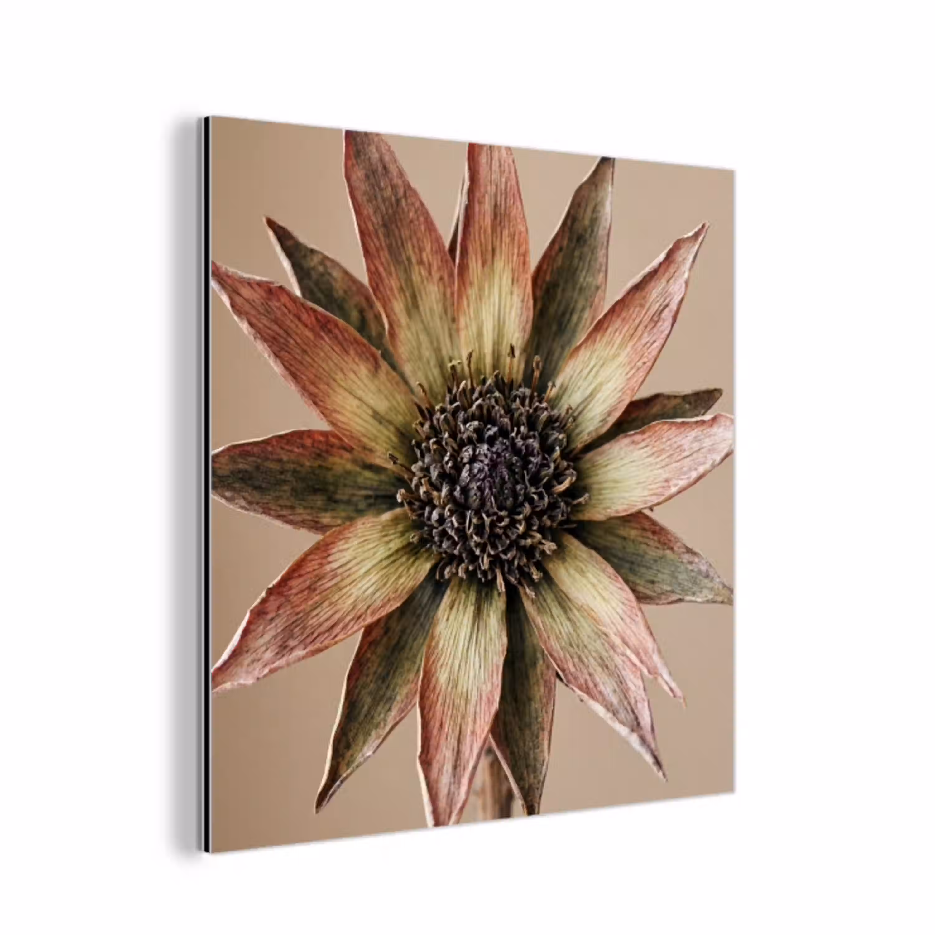 Droogbloem - Protea - Vintage - Beige - Rustiek aluminium wit klein -3d