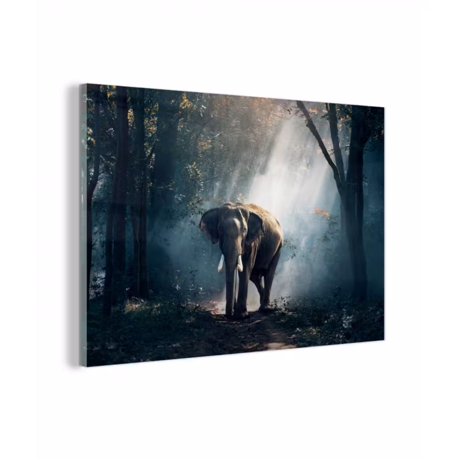 Glasbild - Elefant - Tiere - Licht - Wald - Natur - Wildtiere