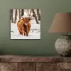 Schotse Hooglander - Sneeuw - Winter - Natuur - Dieren aluminium wit klein -sfeer2