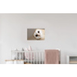 Uil - Bruin - Wit Muursticker klein -kinderkamer